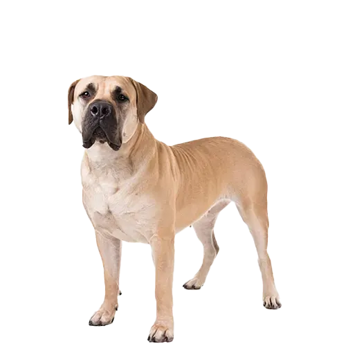 Boerboel