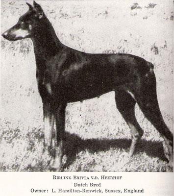 Birling Britta v.d. Heerhof | Black Doberman Pinscher