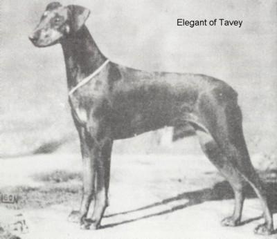 Elegant of Tavey | Black Doberman Pinscher