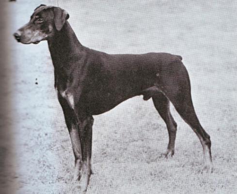 Precept of Tavey | Black Doberman Pinscher