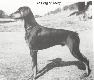 Iceberg of Tavey | Black Doberman Pinscher