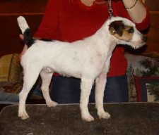 Foxwarren Spade | Jack Russell Terrier 