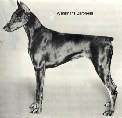 Wahlmar's Baroness | Brown Doberman Pinscher