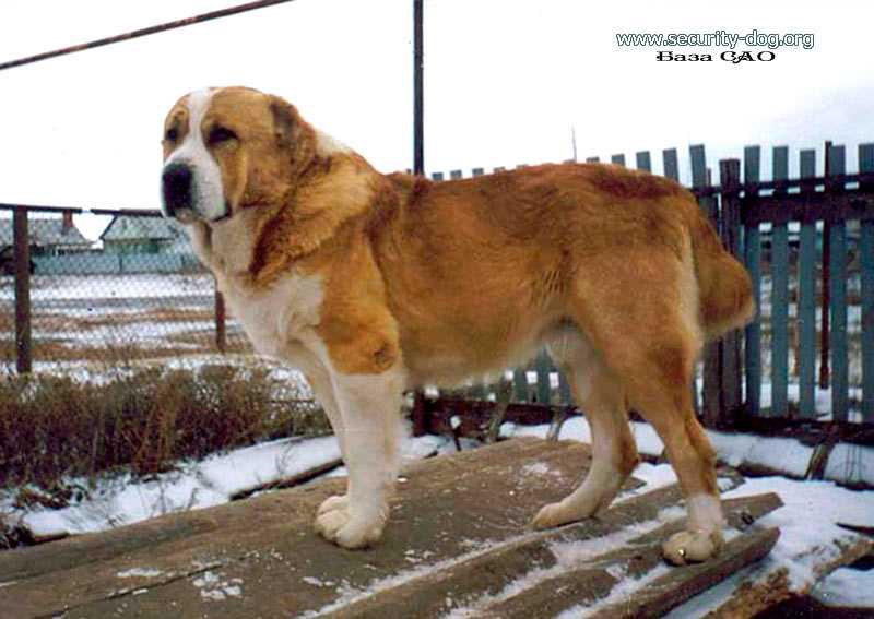 Ak Nurer Hunta | Central Asian Shepherd Dog 