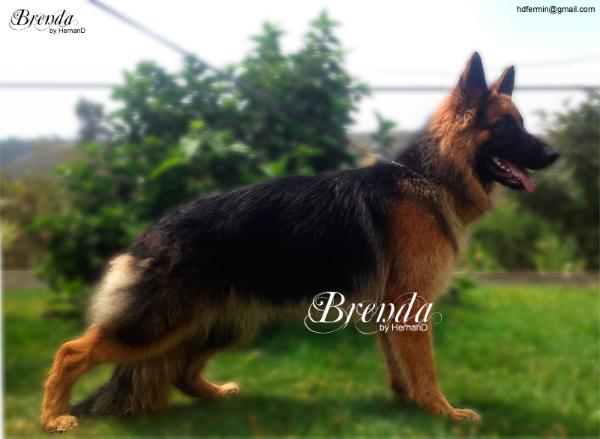 Brenda Von Sixtberg | German Shepherd Dog 