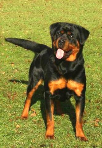 Umbra vom Türnleberg | Rottweiler 