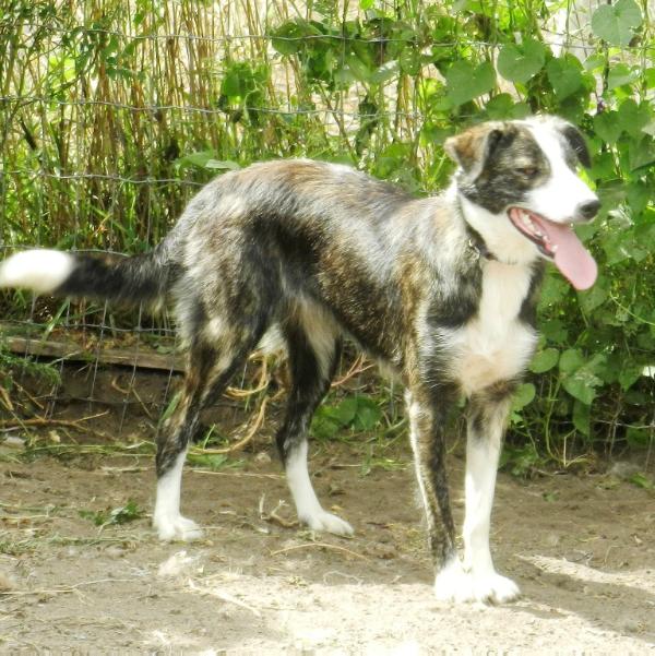 Wild Lil Blaze ABC 389208 | Border Collie 