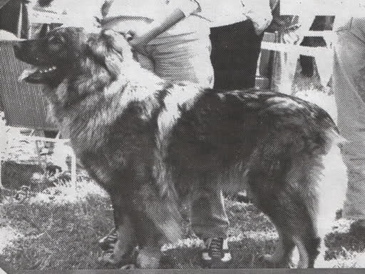 ZITA VUJANSKA | Yugoslavian Shepherd Dog-Sarplaninac 