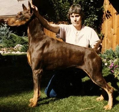 Marienburg's Rawhide | Brown Doberman Pinscher