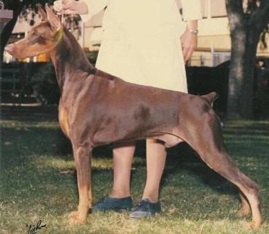 Marienburg's Discoteque | Brown Doberman Pinscher