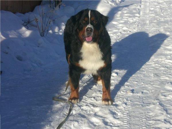 Zennenhund Rossii Dastin | Bernese Mountain Dog 