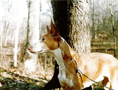 Gallantree's Eagle of Treybeau, LCM4 | Ibizan Hound 