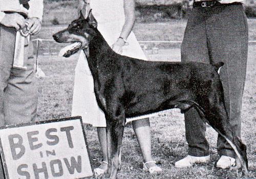 Elfred's Spark Plug | Black Doberman Pinscher