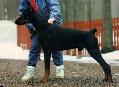 Graaf Orion v. Neerlands Stam (NHSB 1518481) | Black Doberman Pinscher