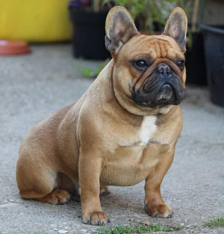 Little Pixie Face Magic | French Bulldog 