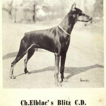 Elblac's Blitz | Black Doberman Pinscher