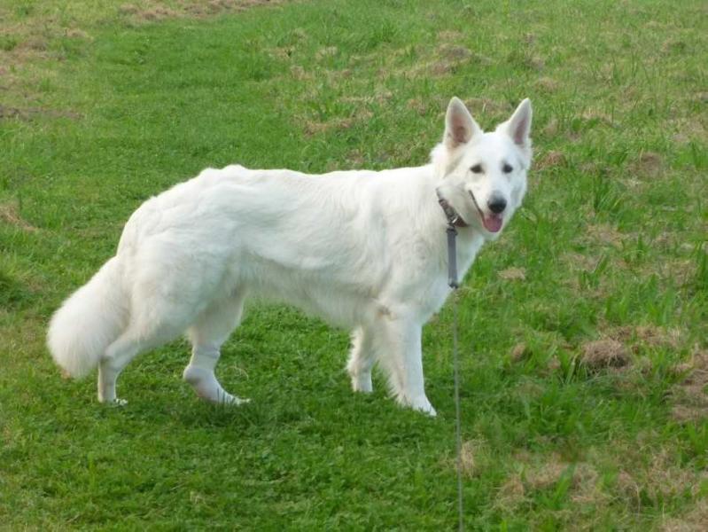 Abby-Lou like a Pearl in the Sun | White Swiss Shepherd Dog 