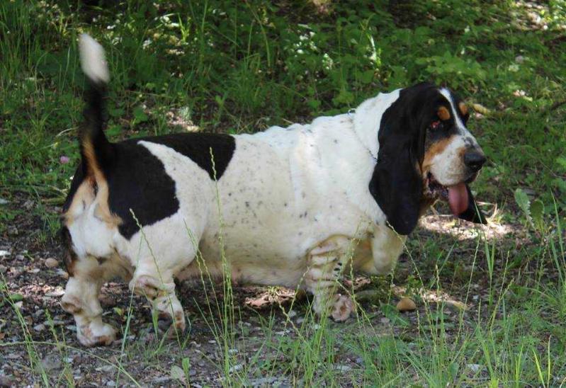 ILGA LOTOS LEGENDA KUBANI | Basset Hound 