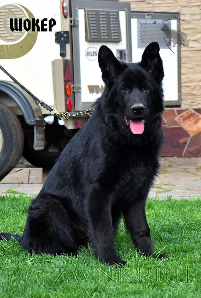 Team Zilber Wasserfall SHOKER | German Shepherd Dog 