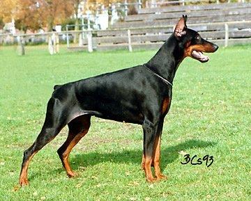 Nemesis Alida v. Norden Stamm | Black Doberman Pinscher