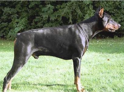 Nero v.d. Weyermühle | Black Doberman Pinscher