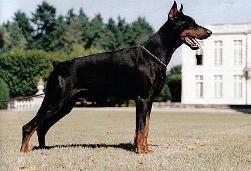 Luther des Landrys | Black Doberman Pinscher