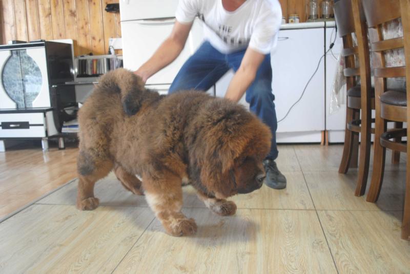 Kharsor Budan | Tibetan Mastiff 