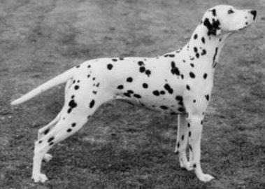 Olbero Onsdag Moln of Theakston | Dalmatian 