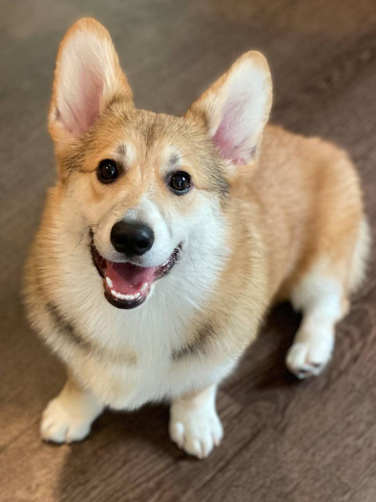 PURICH'S ALYSSA | Pembroke Welsh Corgi 