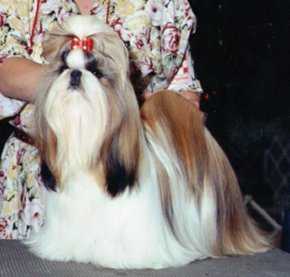 MING DYNASTY'S SILK TEDDY | Shih Tzu 