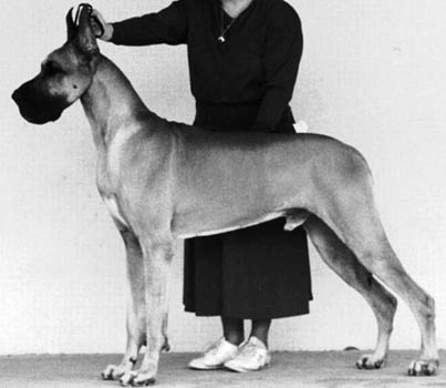 Mcemn Emily's Dickenson | Great Dane 