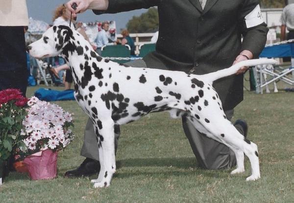 Prince Harts | Dalmatian 
