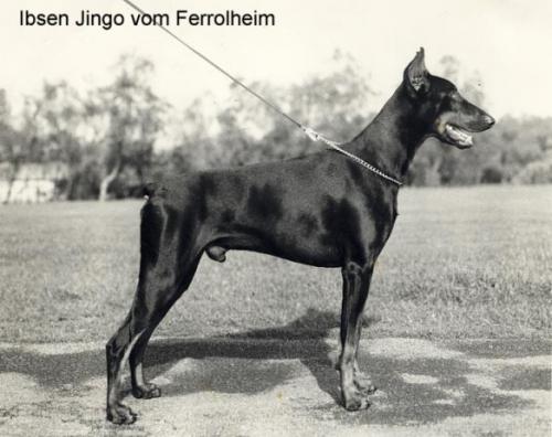 Ibsen Jingo v. Ferrolheim | Black Doberman Pinscher