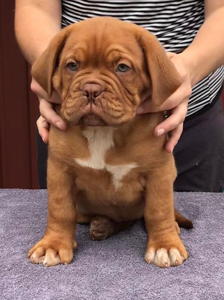 Taureauxroug Mon Amie Cherie | Dogue de Bordeaux 