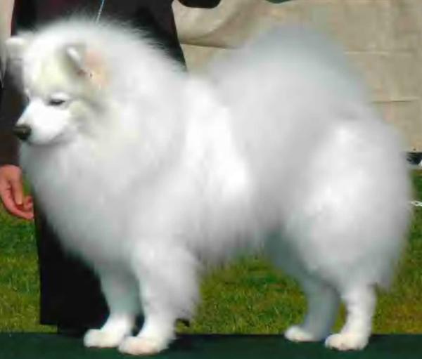 Mystics Magic Man | American Eskimo Dog 