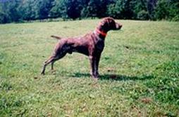 Zobel v Pregelufer | German Shorthaired Pointer 