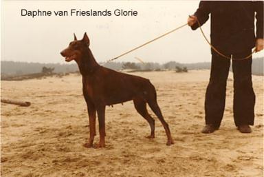 Daphne v. Frieslands Glorie | Brown Doberman Pinscher