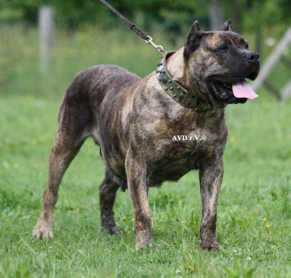 Red Star Emma | Perro de Presa Canario 