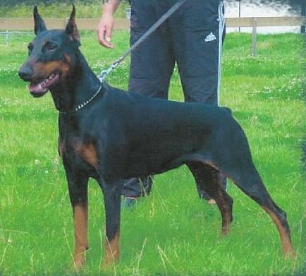 Heavy v. Schuylenburcht | Black Doberman Pinscher