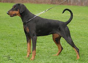 Vaya-Venity v. Schuylenburcht | Black Doberman Pinscher