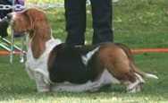 Windsock's Autry @ Big League | Basset Hound 