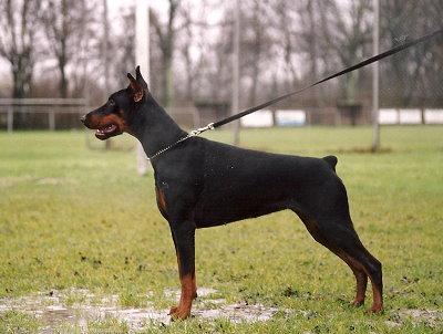 Gravin Hydra v. Neêrlands Stam | Black Doberman Pinscher