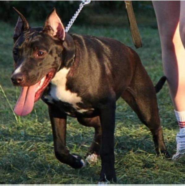 PARTY | American Staffordshire Terrier 