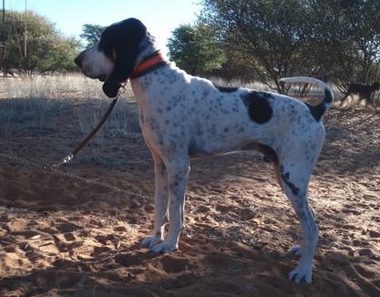 Charlemagne [Gascon Saintongeois (FCI No.21)] | Bluetick Coonhound 