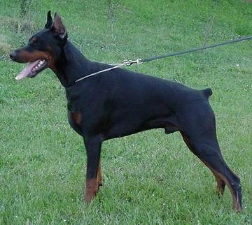 Willow Betelges | Black Doberman Pinscher