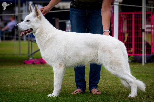 Eishund Man On Fire | White Swiss Shepherd Dog 