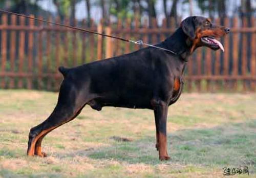 Edgar of Royal Wing | Black Doberman Pinscher