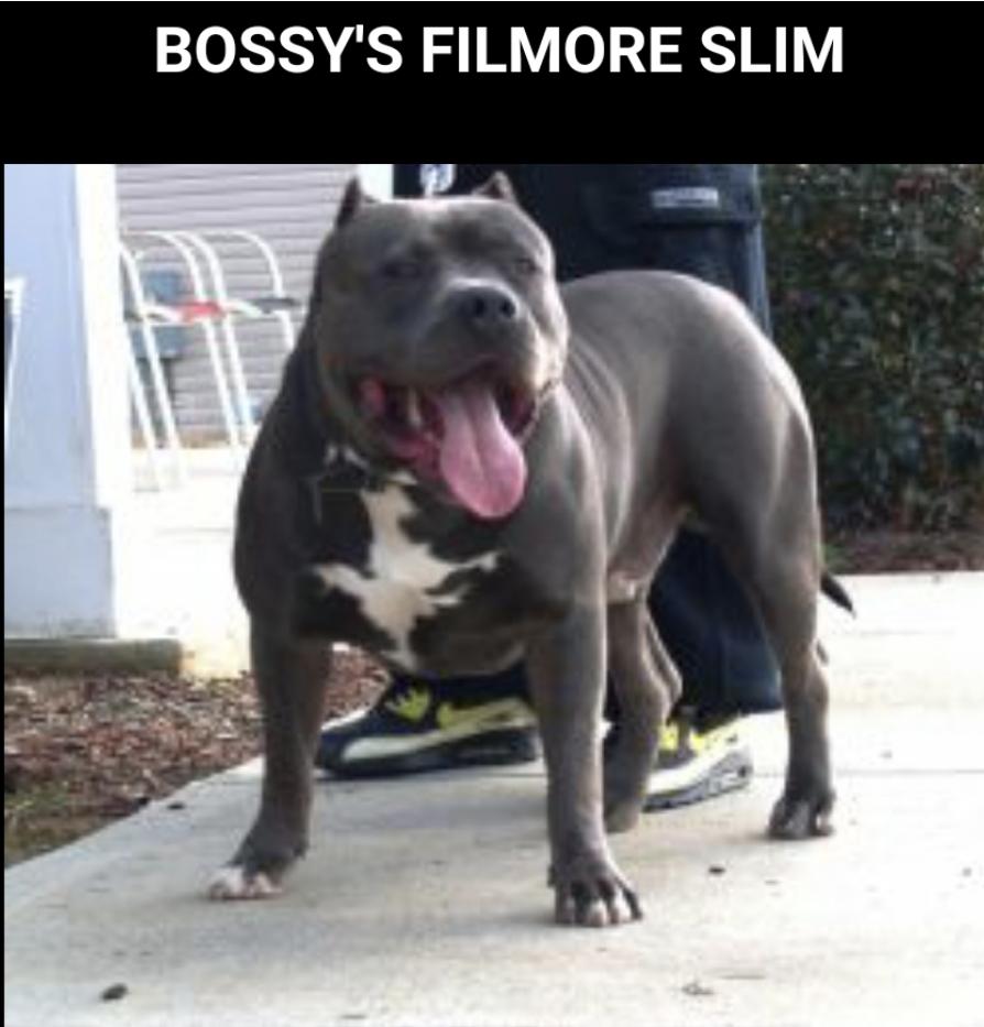BOSSY'S FILMORE SLIM | American Pit Bull Terrier 