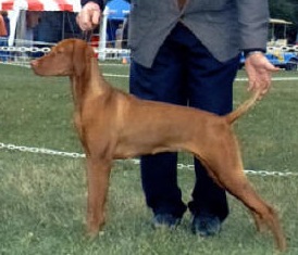 Piroska Toldin's Silk Stalking | Hungarian Vizsla 