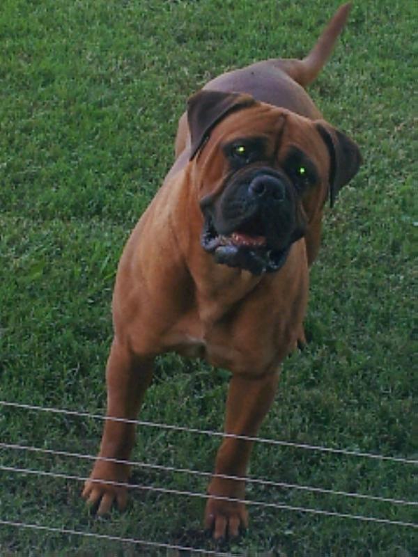 Aikia's bengala red | Bullmastiff 